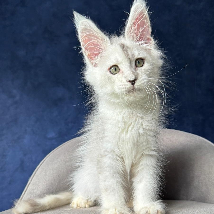 X-Axis Maine Coon male, black silver shaded