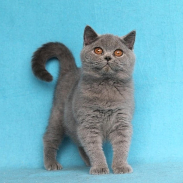 Pavlinka British Shorthair female, blue