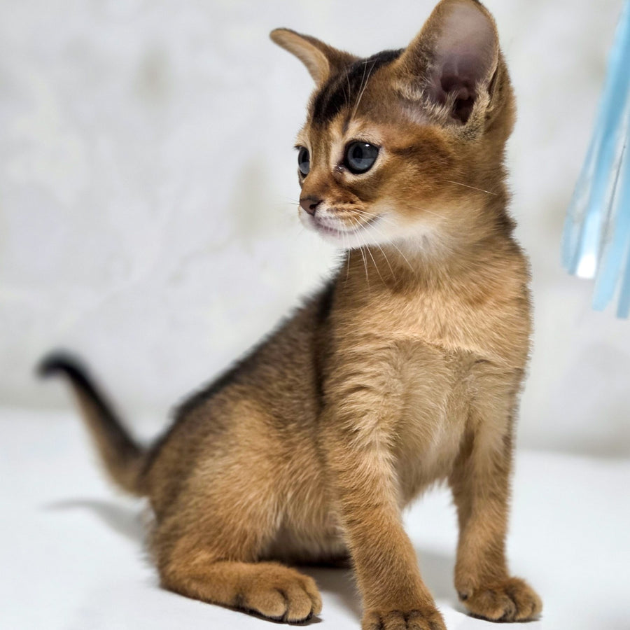 Lora Abyssinian female, black