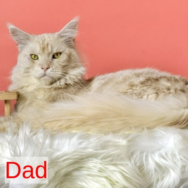 Gilded Maine Coon female, black tortie silver ticked tabby