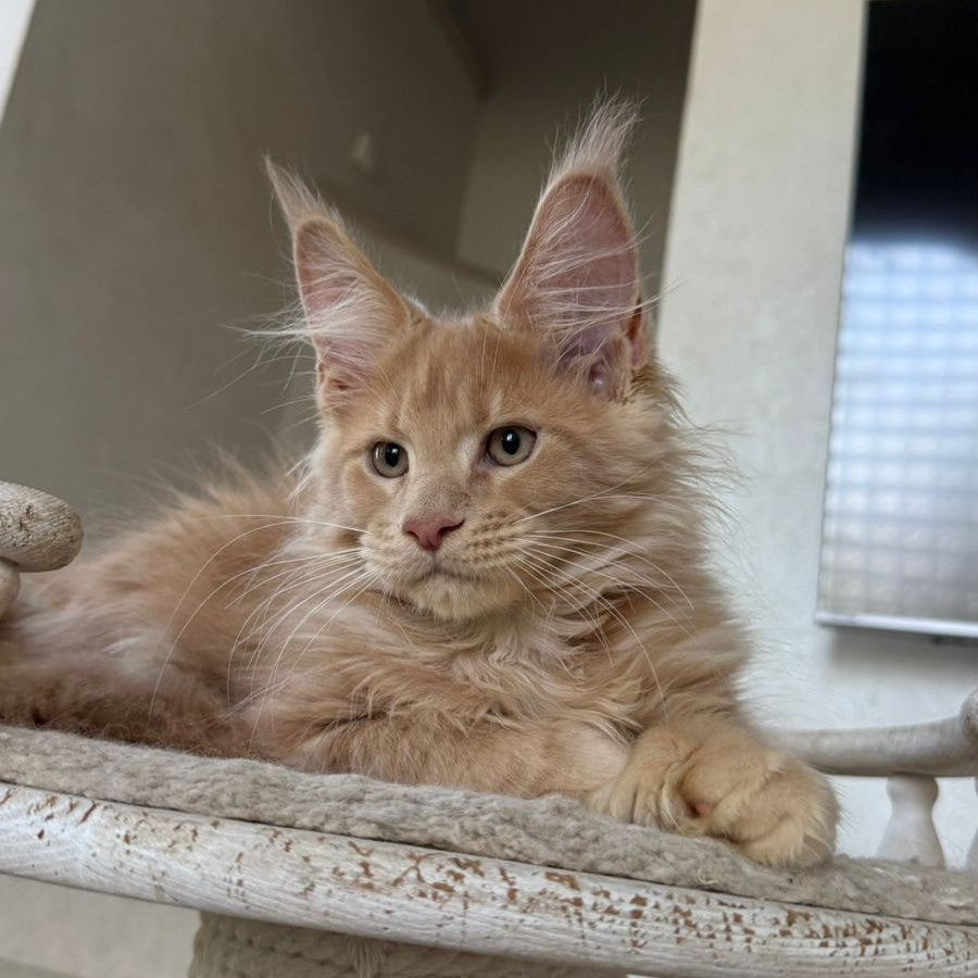 Iris Maine Coon polydactyl 6x6x6x6 male, cream silver