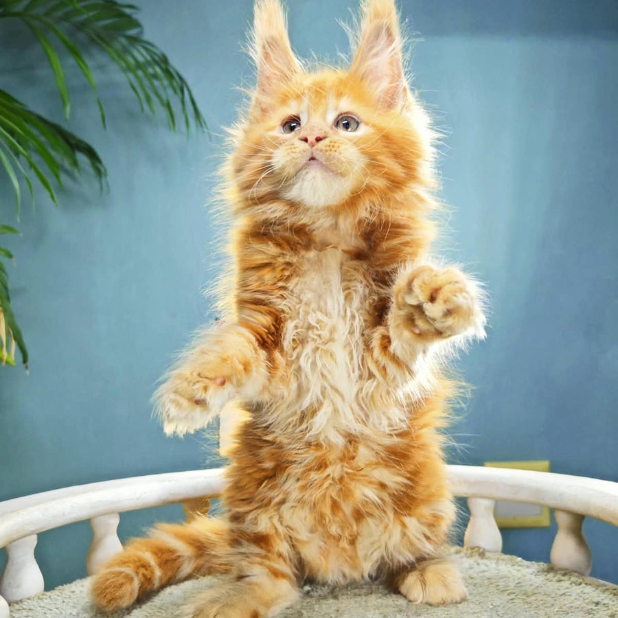 Iva Maine Coon female, red