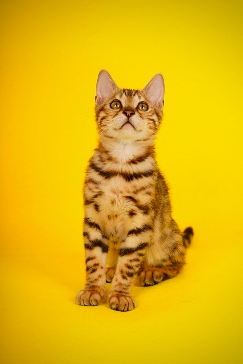 Jaguar Bengal male, black spotted tabby