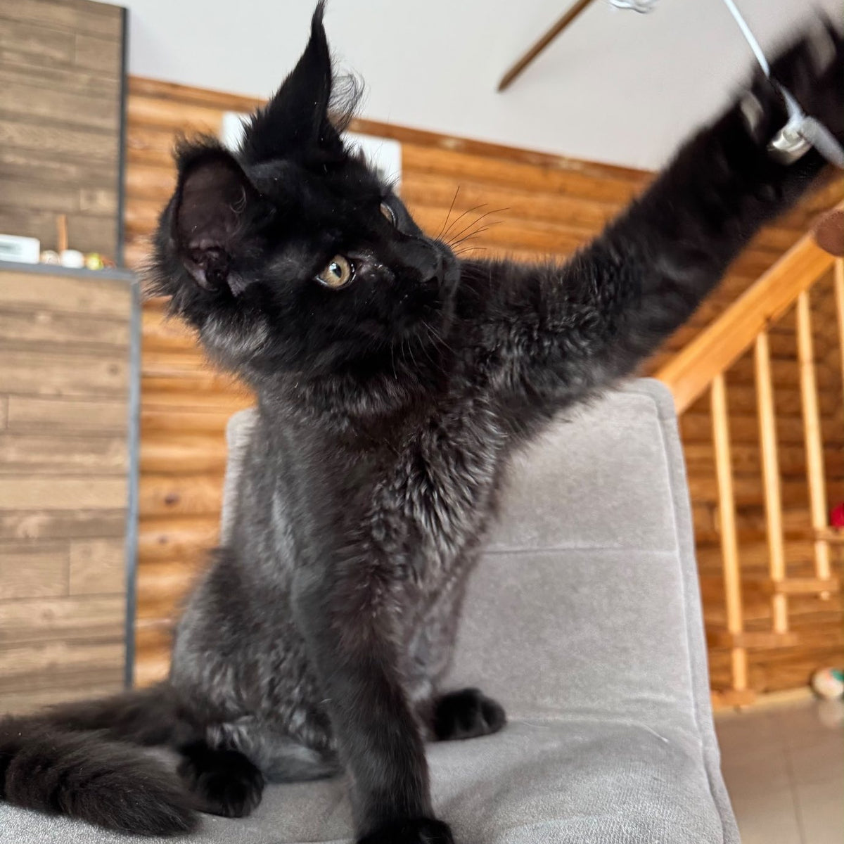 Hermes Maine Coon male, black silver
