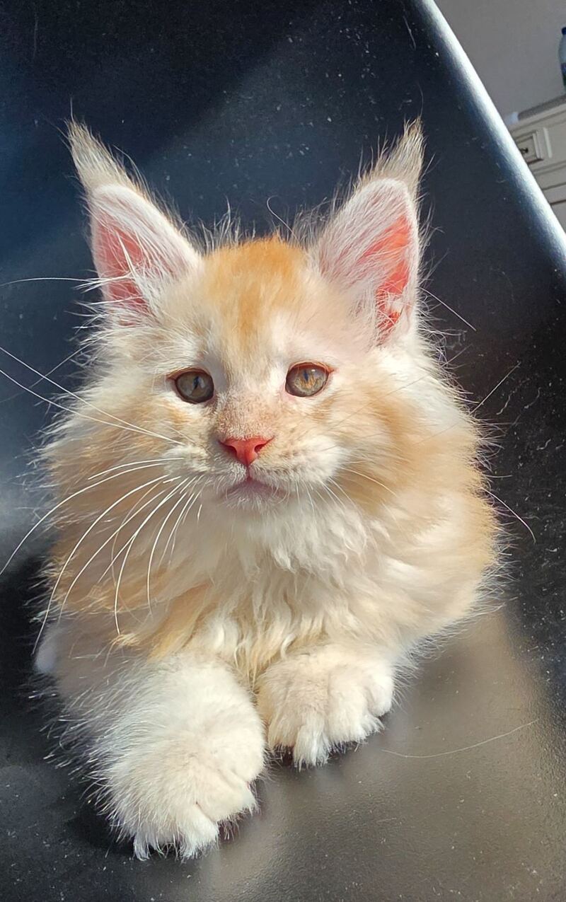 Kvest Maine Coon male red silver ticked tabby - live animals