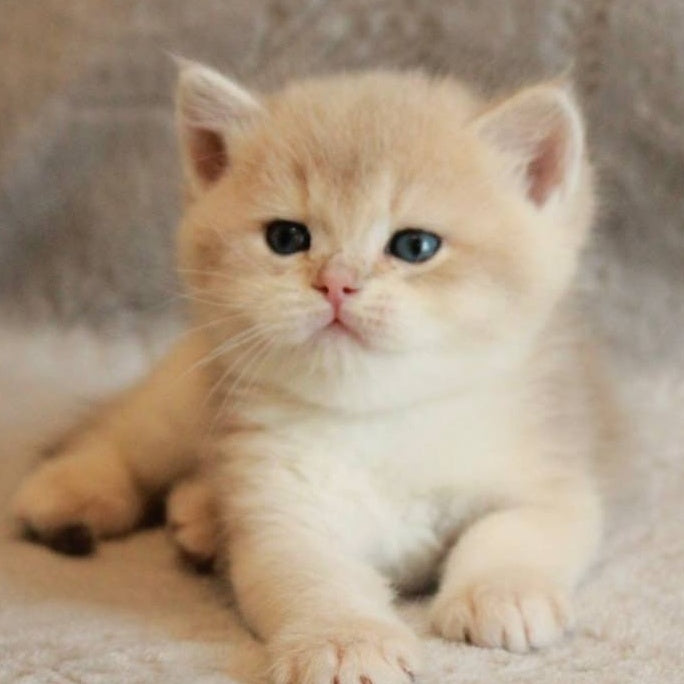Major British Shorthair male, lilac golden chinchilla