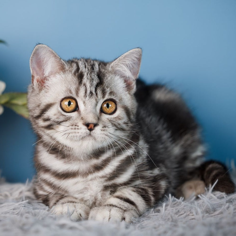 Yan Scottish Straight male, black silver tabby