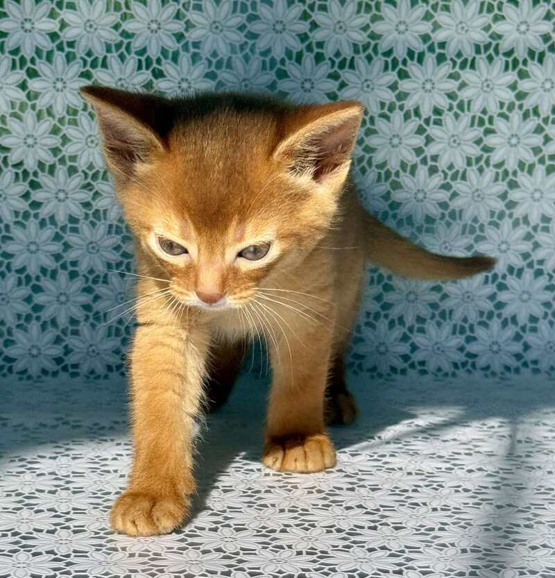 Baks Abyssinian male sorrel - live animals