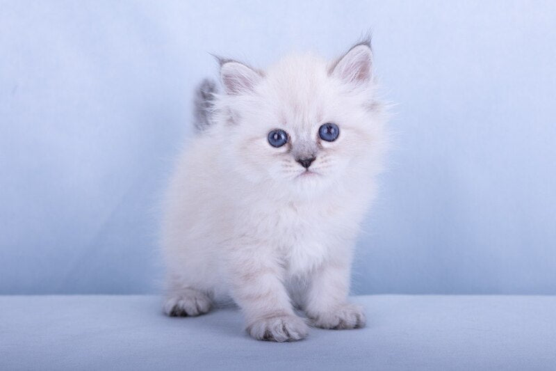 Iskra Siberian female, black tabby pointed
