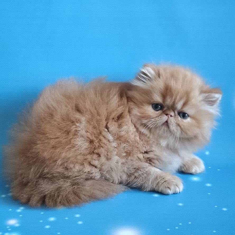 Sonata Persian female, red tabby