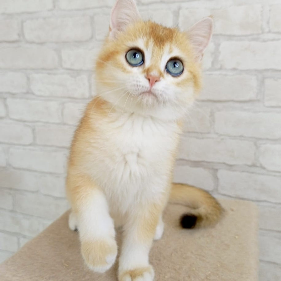 Bao Bao British Shorthair male, black golden chinchilla