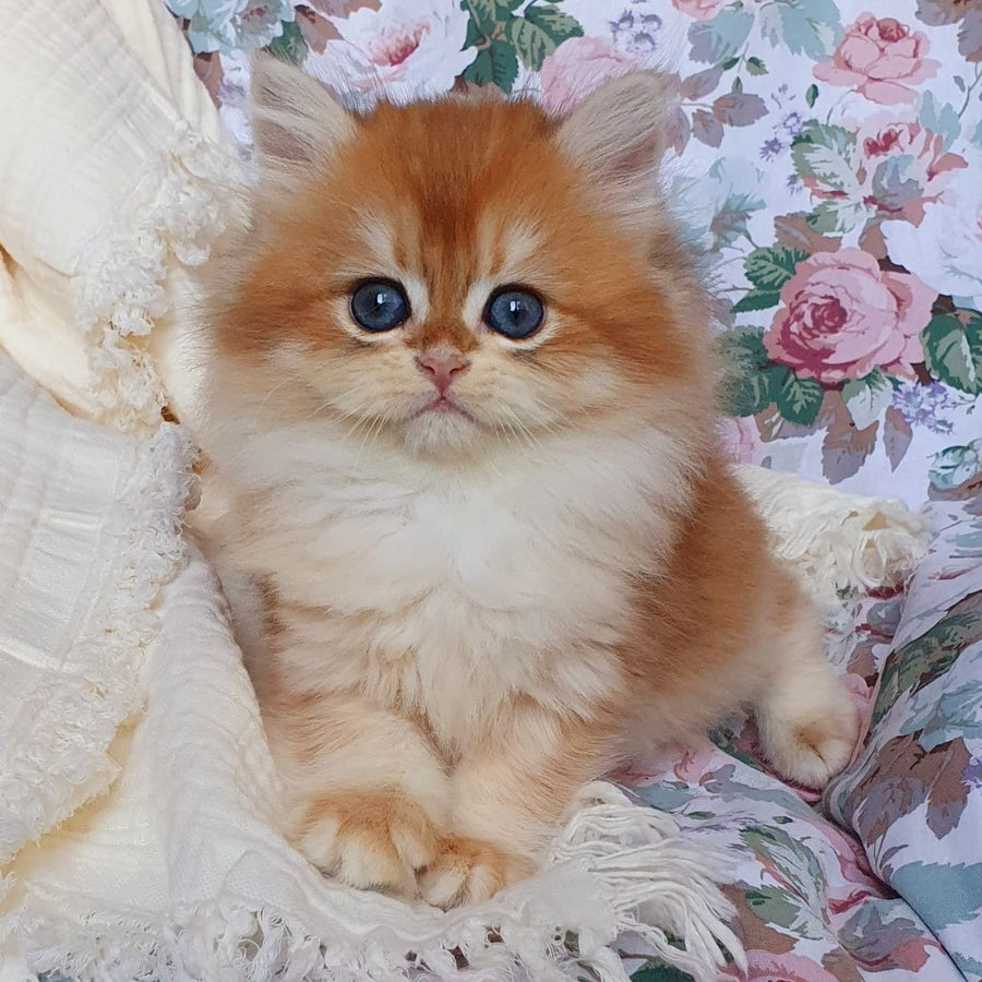 Anita British Longhair female, black golden chinchilla
