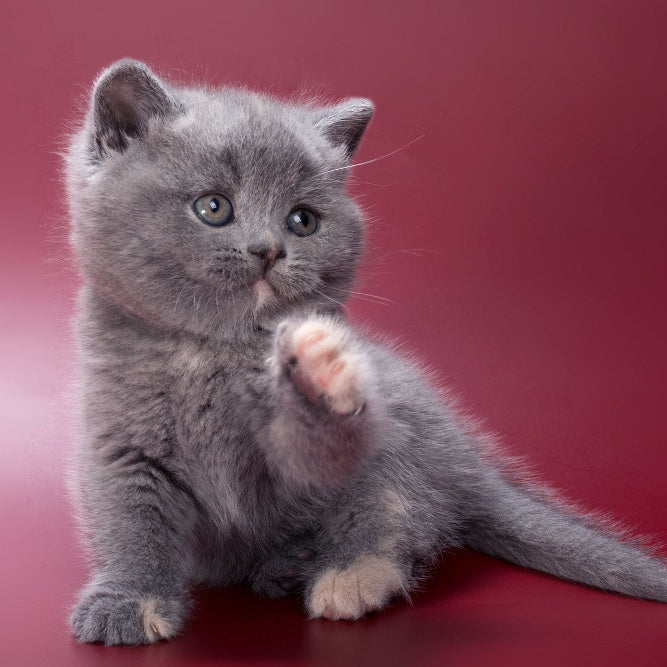 Quimby British Shorthair female, blue tortie