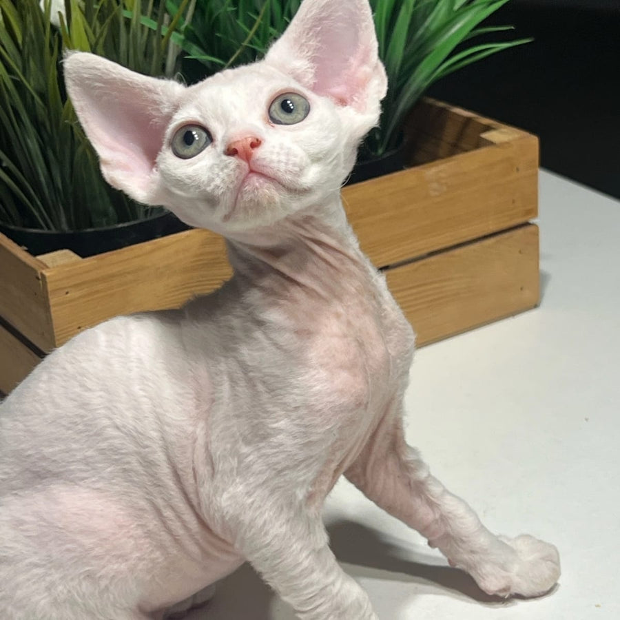 Pixi Devon Rex male, white