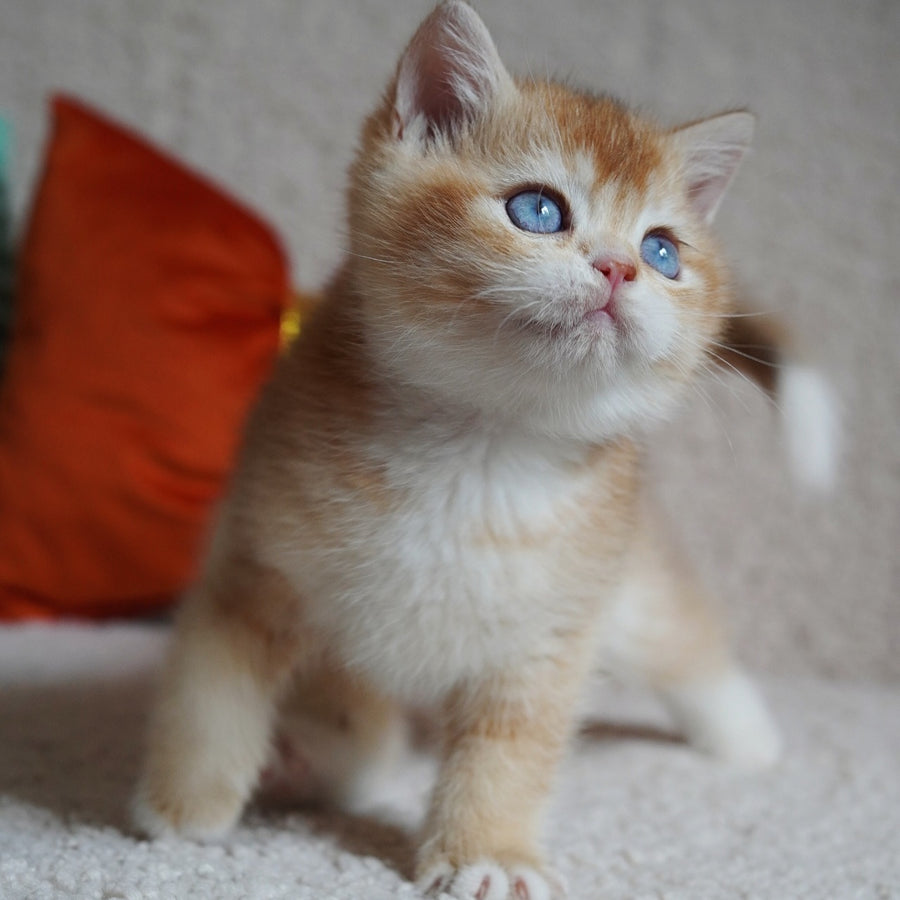 Teddy British Shorthair male, chocolate golden chinchilla with white