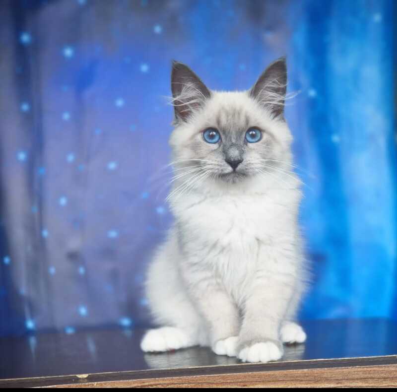 Corby Siberian male, blue with white pointed