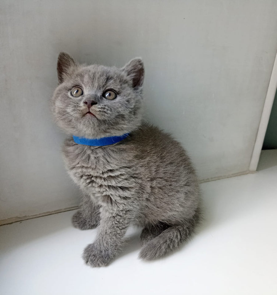 Garry British Shorthair male blue - live animals