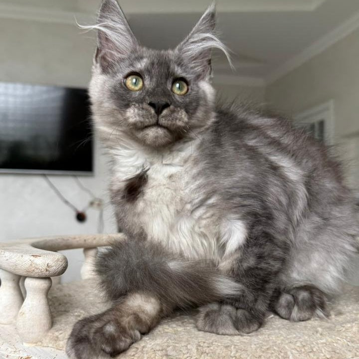 Kupidon Maine Coon male, black silver with white