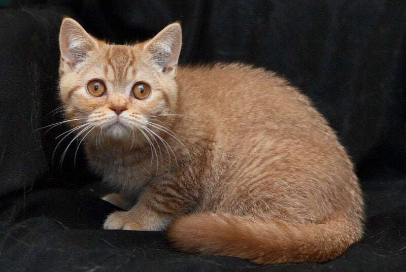 Murkit British Shorthair male, cinnamon ticked tabby