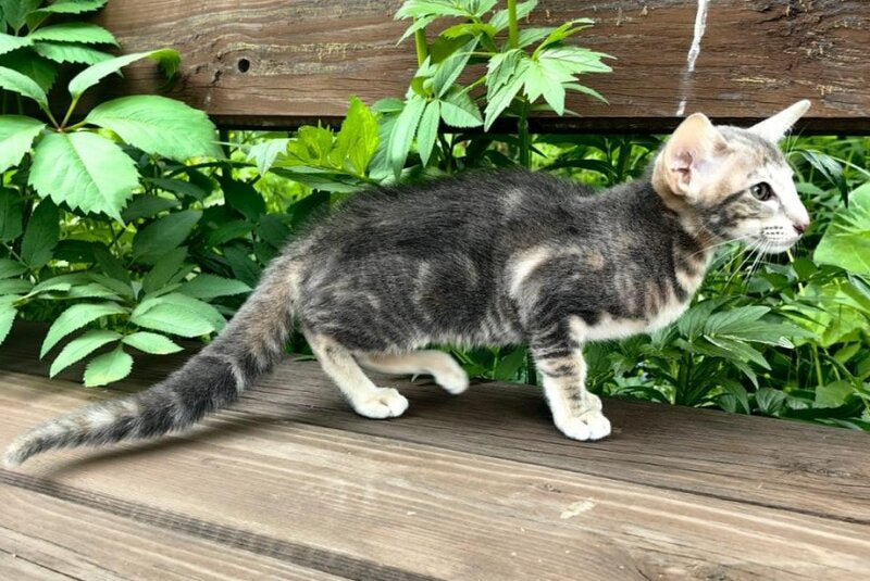 Mauti yeti Oriental Shorthair female blue tortie tabby - live animals