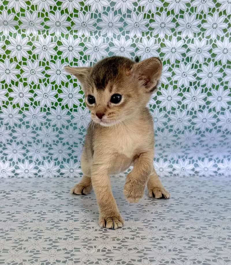 Zhasmin Abyssinian female blue - live animals
