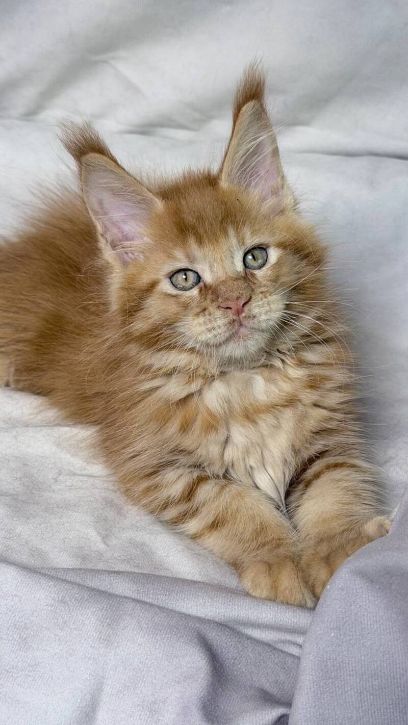 Hermes Maine Coon male, red