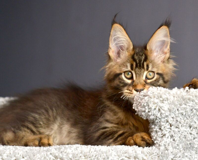 Whitewood Maine Coon male black tabby - live animals