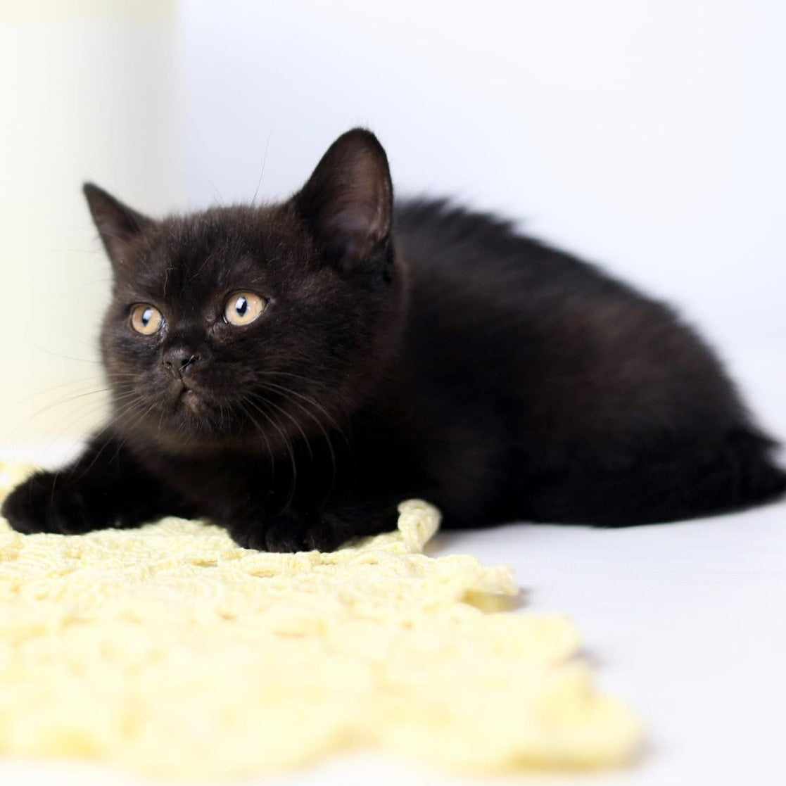 Yanka British Shorthair female, black