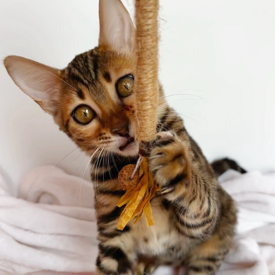 Deizi Bengal female, black spotted tabby