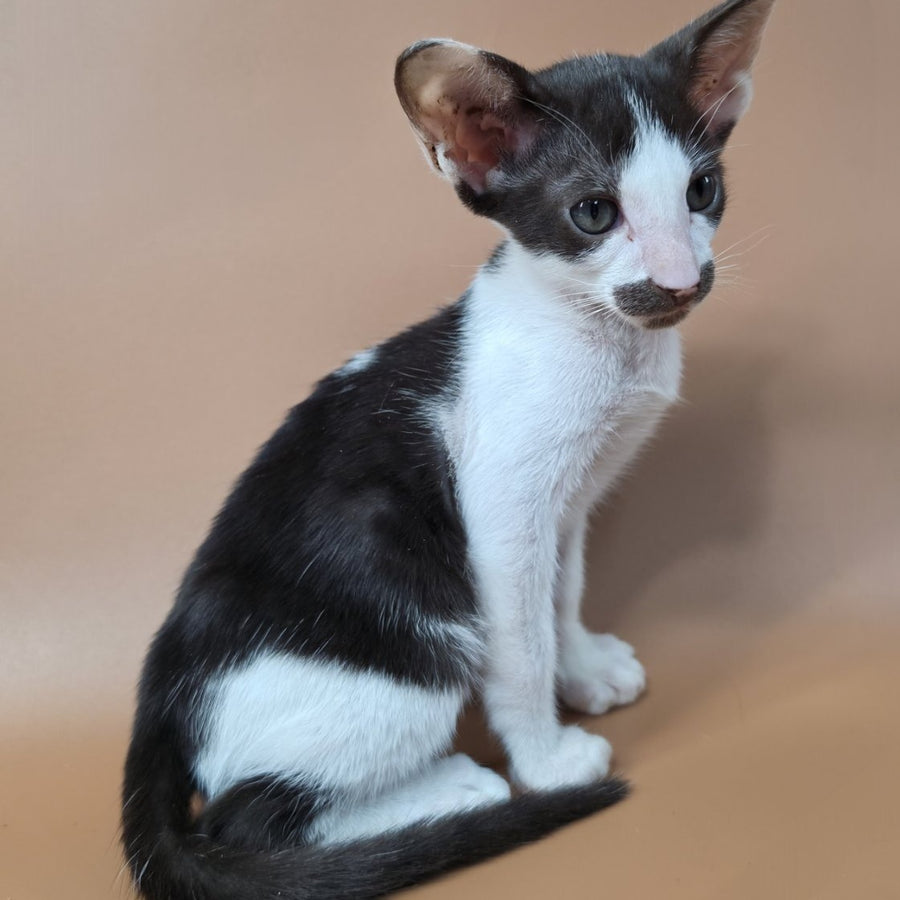 Koji Oriental Shorthair male, chocolate bicolour