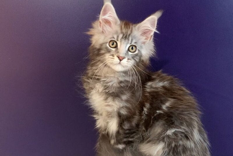Norion Maine Coon polydactyl male, black silver tabby