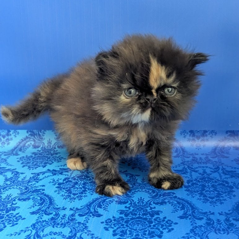 Savena Persian female, black tortie