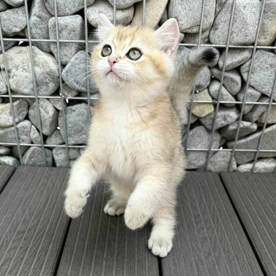 Kabachok British Shorthair male, black golden shaded