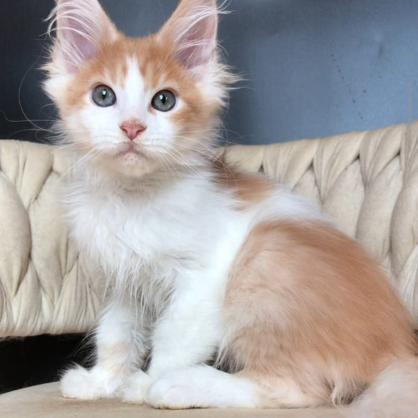 Darius Maine Coon male, red tabby bicolour