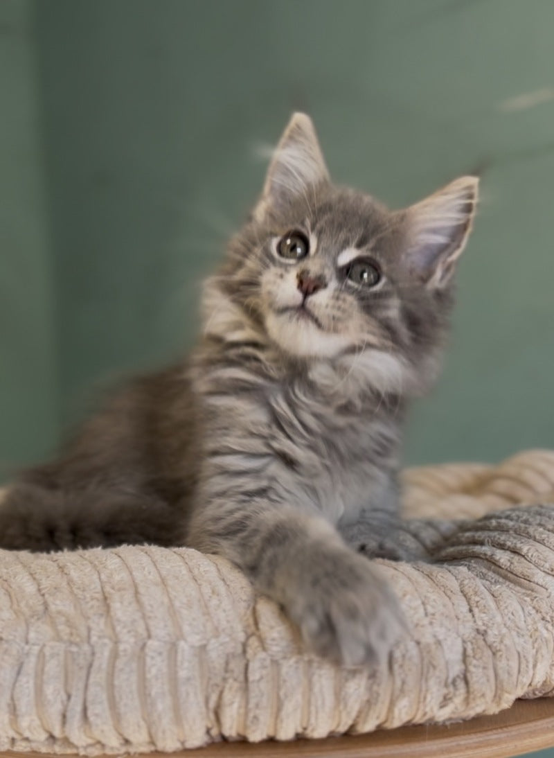 Diana Maine Coon female, blue ticked tabby