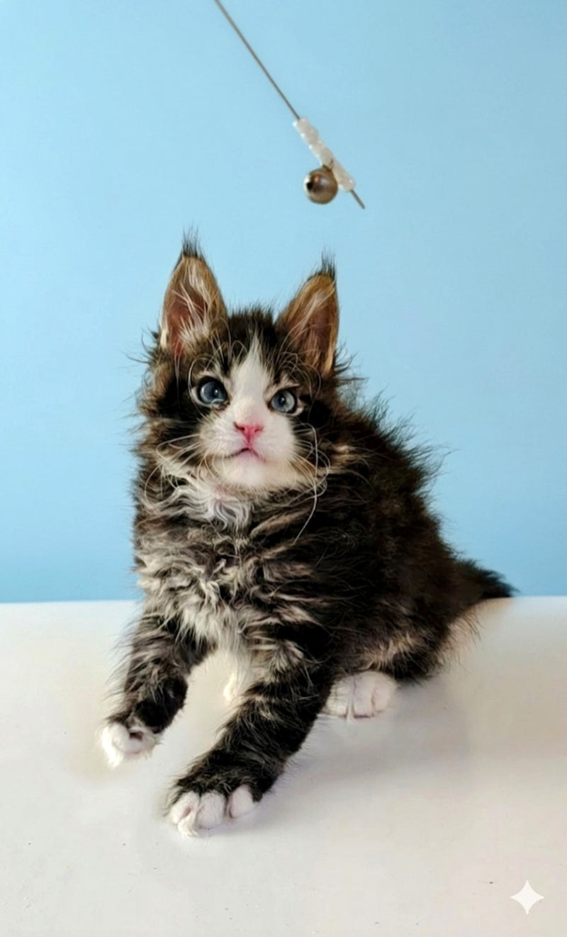 Lamborghini Maine Coon female, black spotted tabby with white