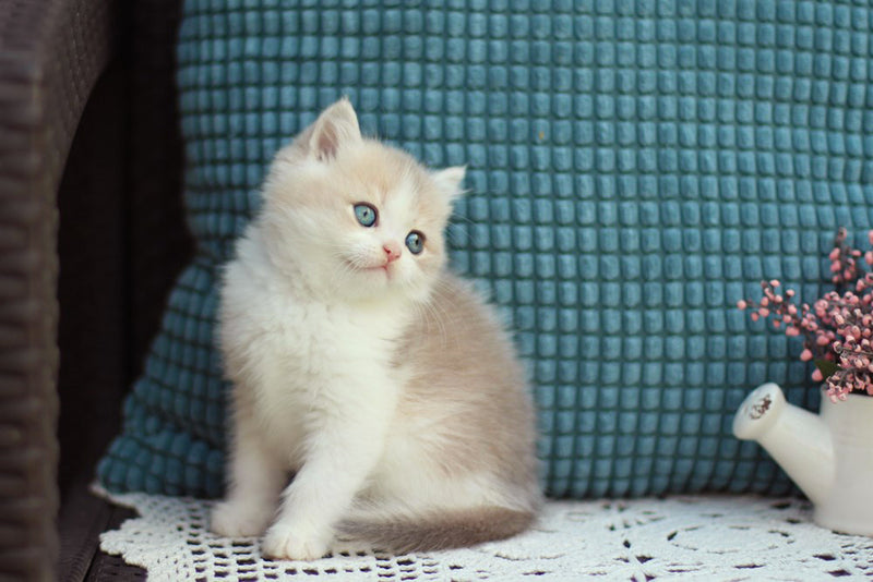 Aladin British Shorthair male, blue golden shaded bicolour