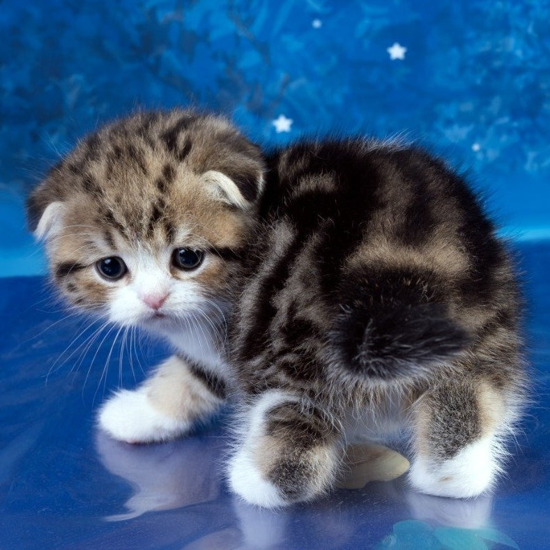 Lenya Scottish Fold male, black tabby bicolour