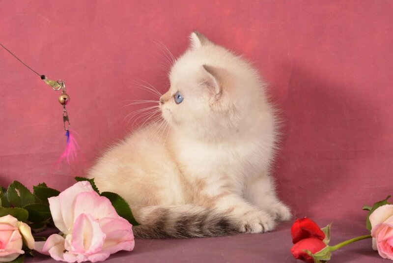 Nemo Scottish Straight male, chocolate golden tabby pointed