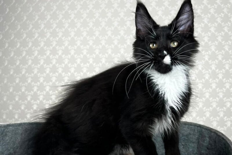 Oscar Maine Coon male, black bicolour