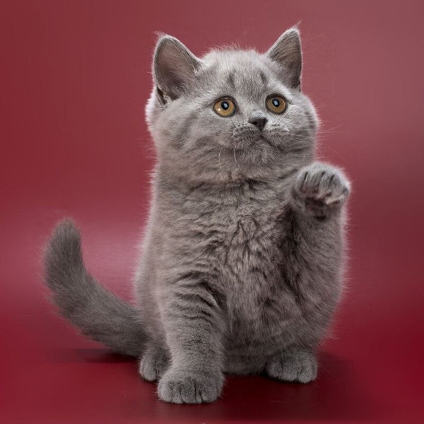 Olwen British Shorthair female, blue