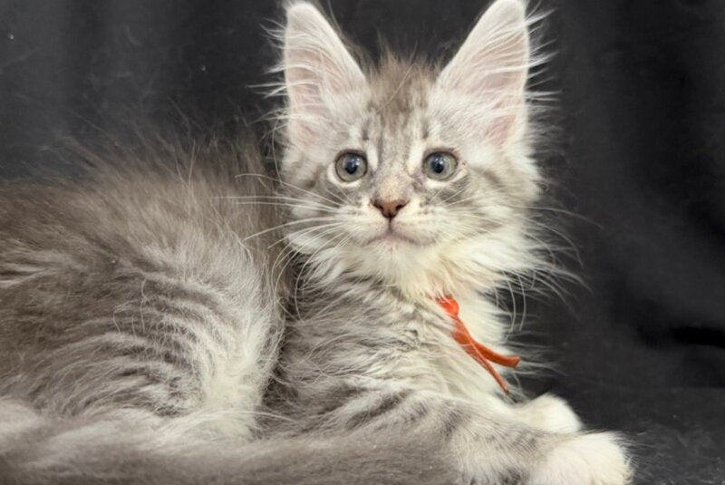 Zoryana Maine Coon female, blue silver tabby with white