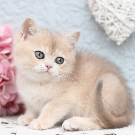 Cindy British Shorthair female, blue golden shaded
