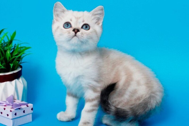 Norvis British Shorthair male, black tabby pointed