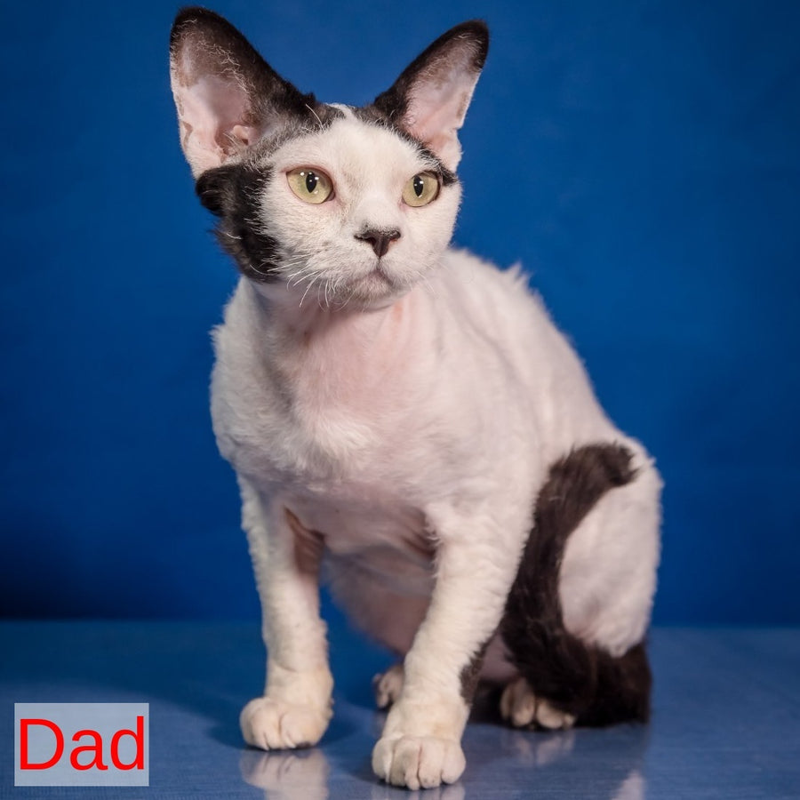 Lucke Devon Rex male, black harlequin