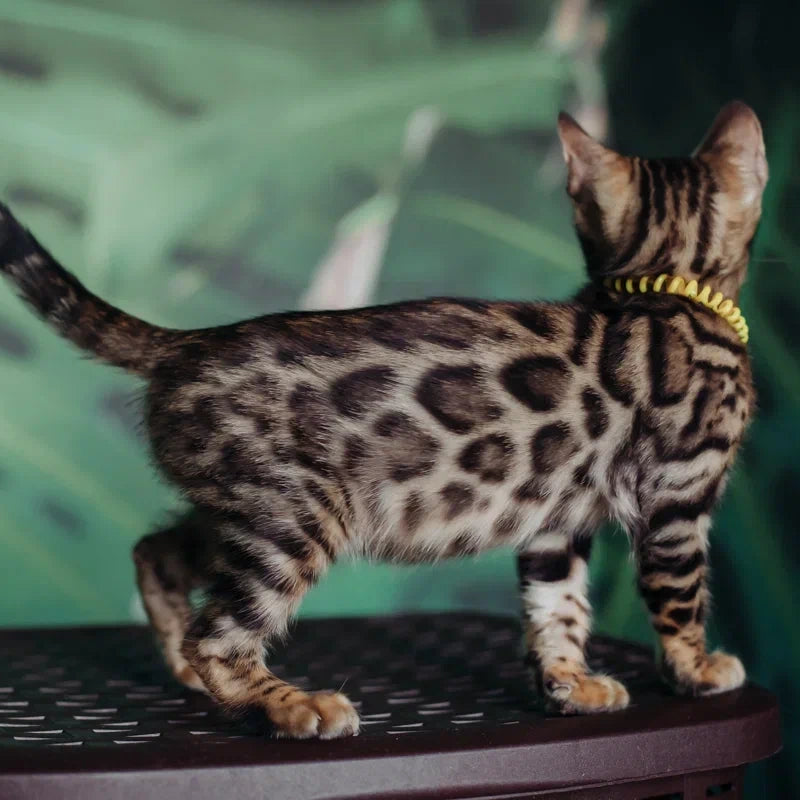 Fazan Bengal male, black spotted tabby