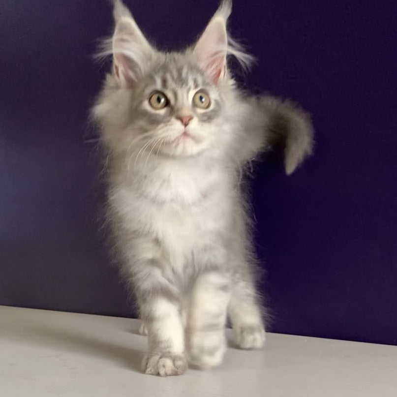 Monaco Maine Coon male, blue tabby
