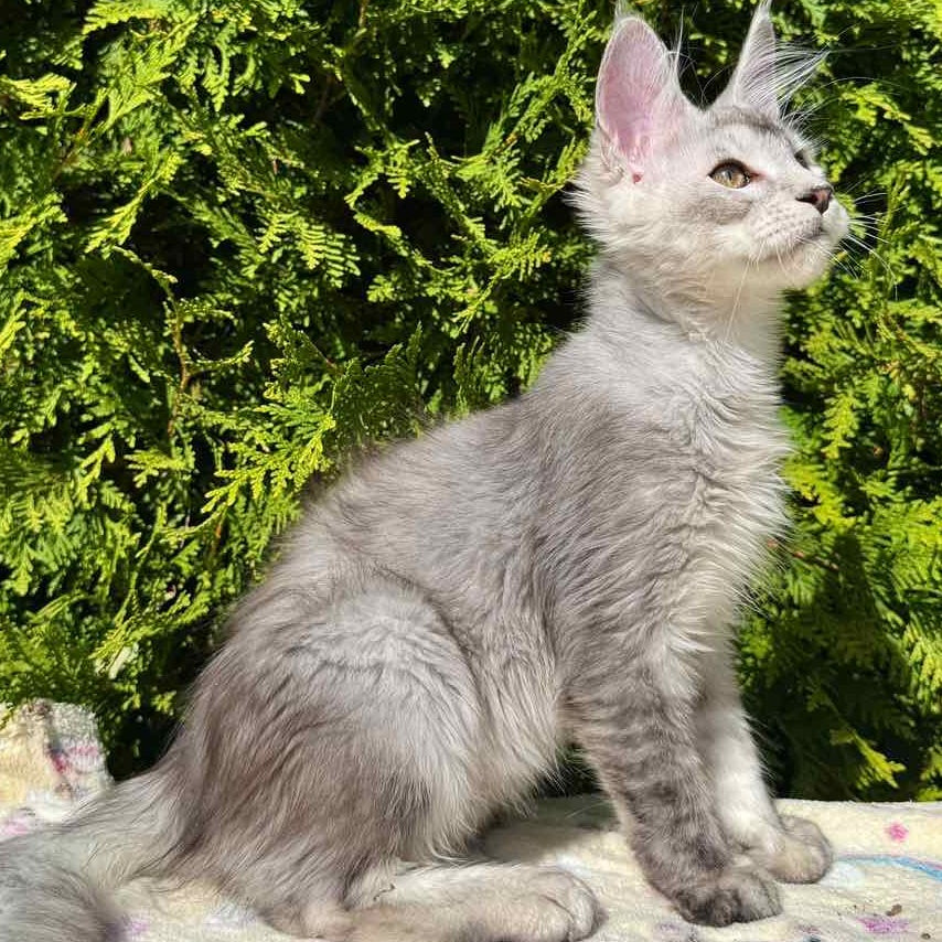 Idris Maine Coon male, black silver ticked tabby