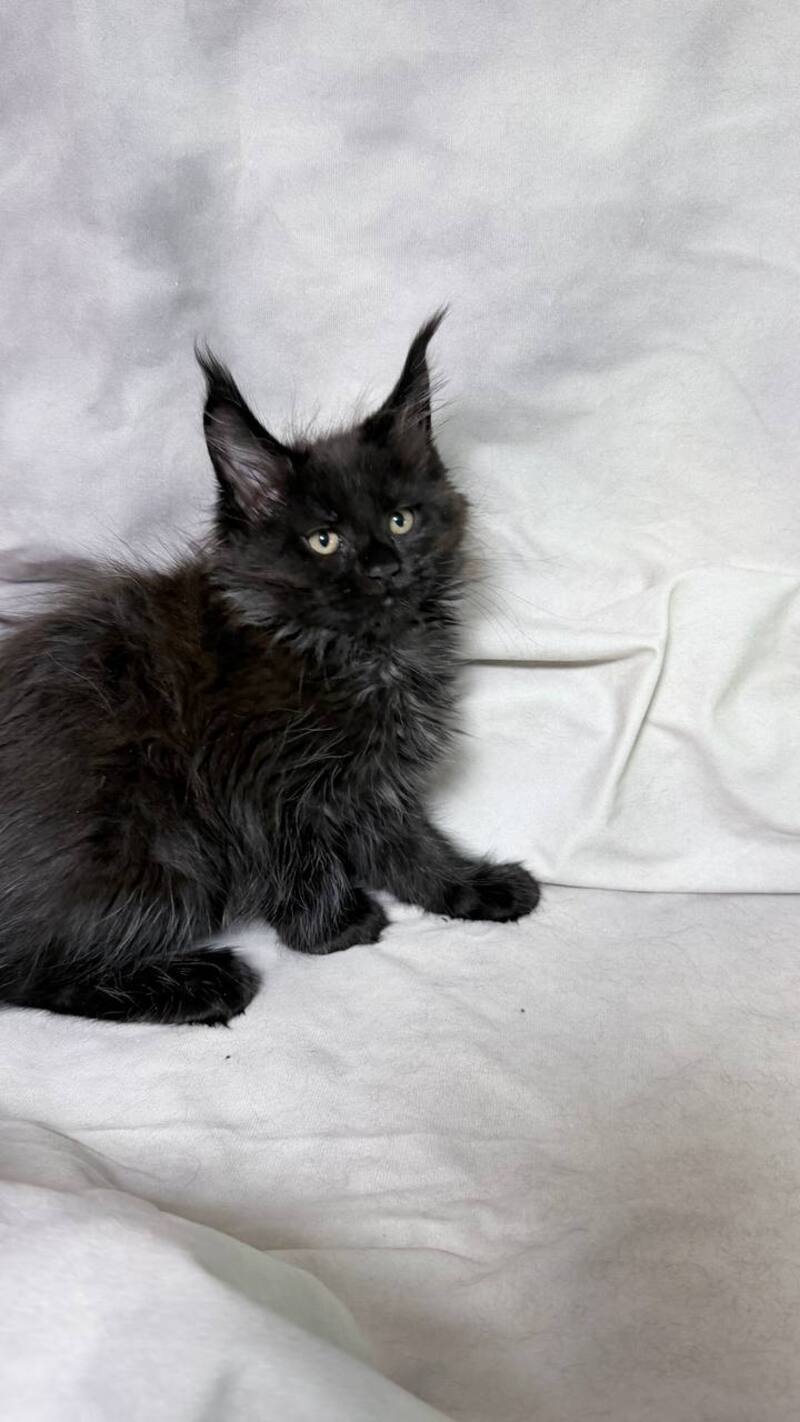 Galatea Maine Coon female, black with white