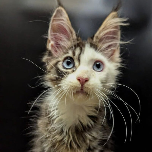 Domino Maine Coon polydactyl 6x6x6x6 male, black ticked tabby bicolour